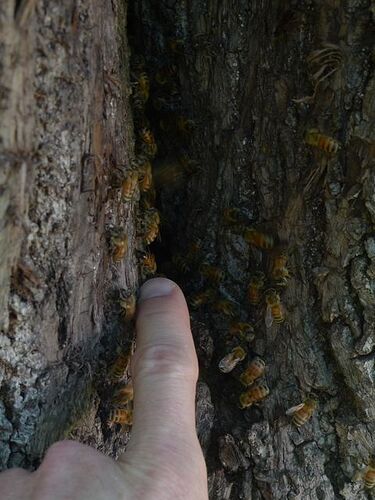 bees_pointedly-P1010140-M640.jpg