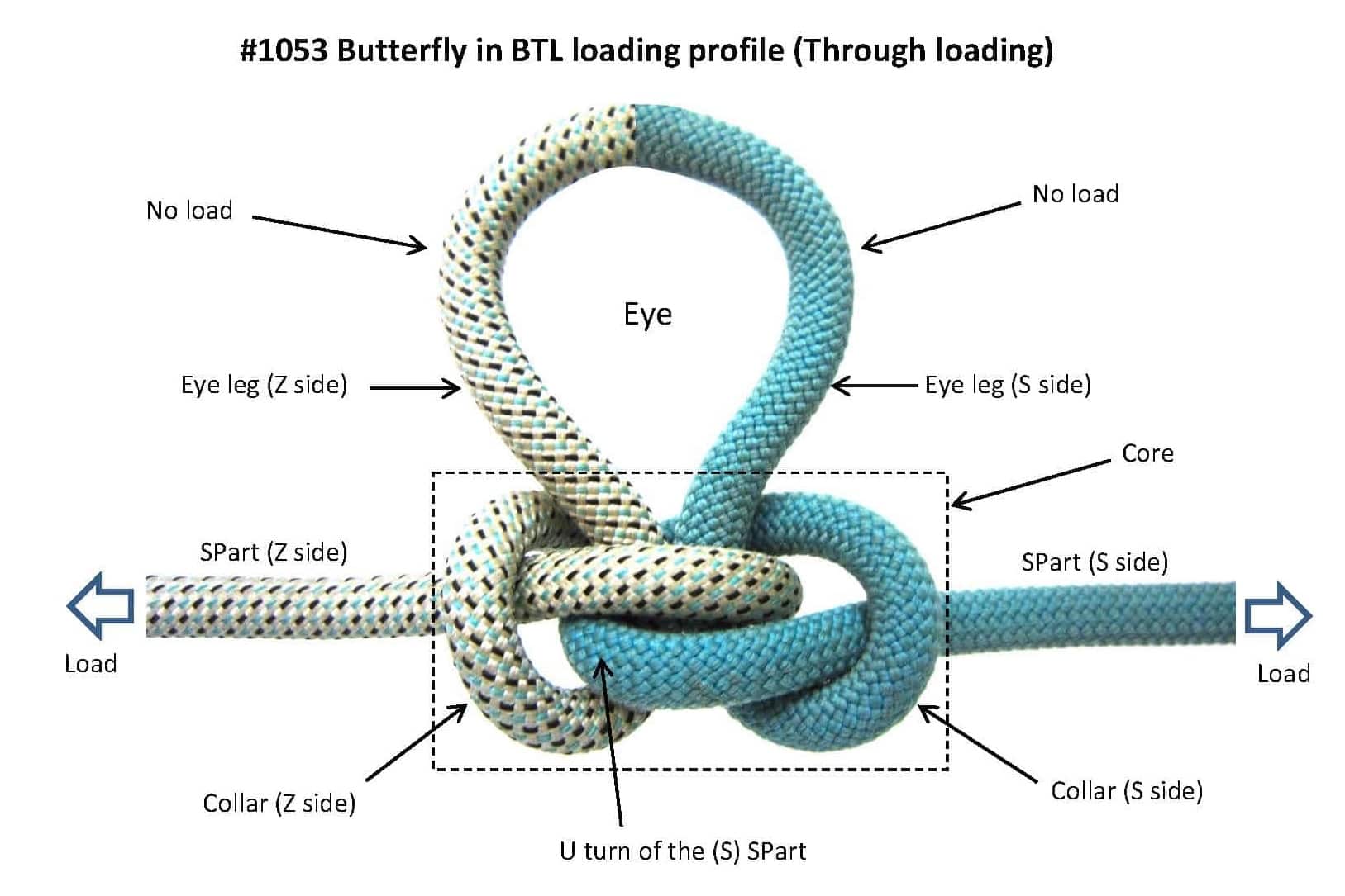 Butterfly_Anatomy_web.jpg
