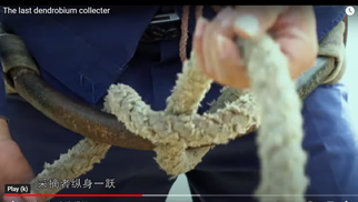 The last dendrobium collecter.png