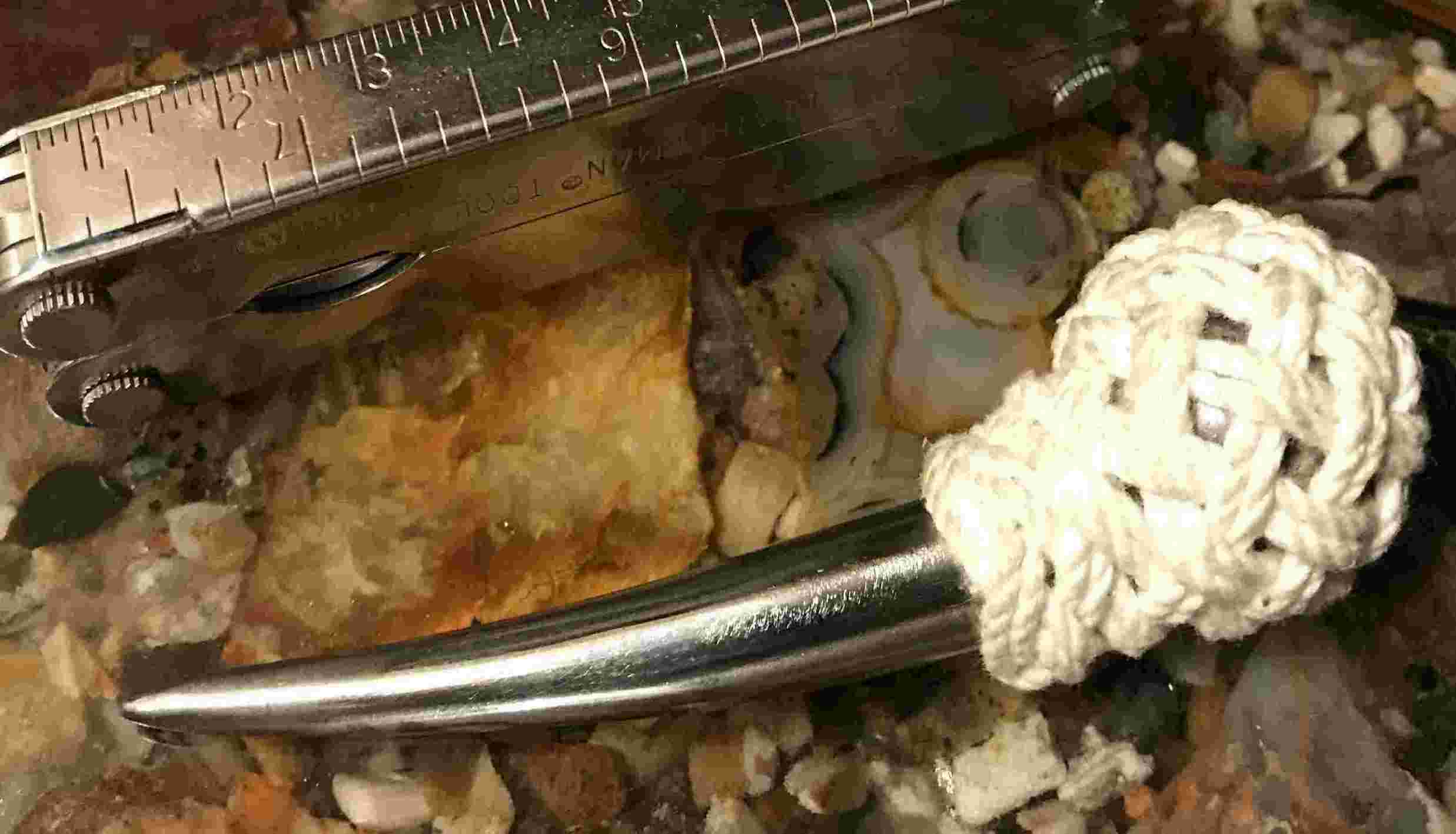 PearShapedTurksHead1.JPG