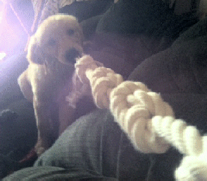 hachirope1.gif