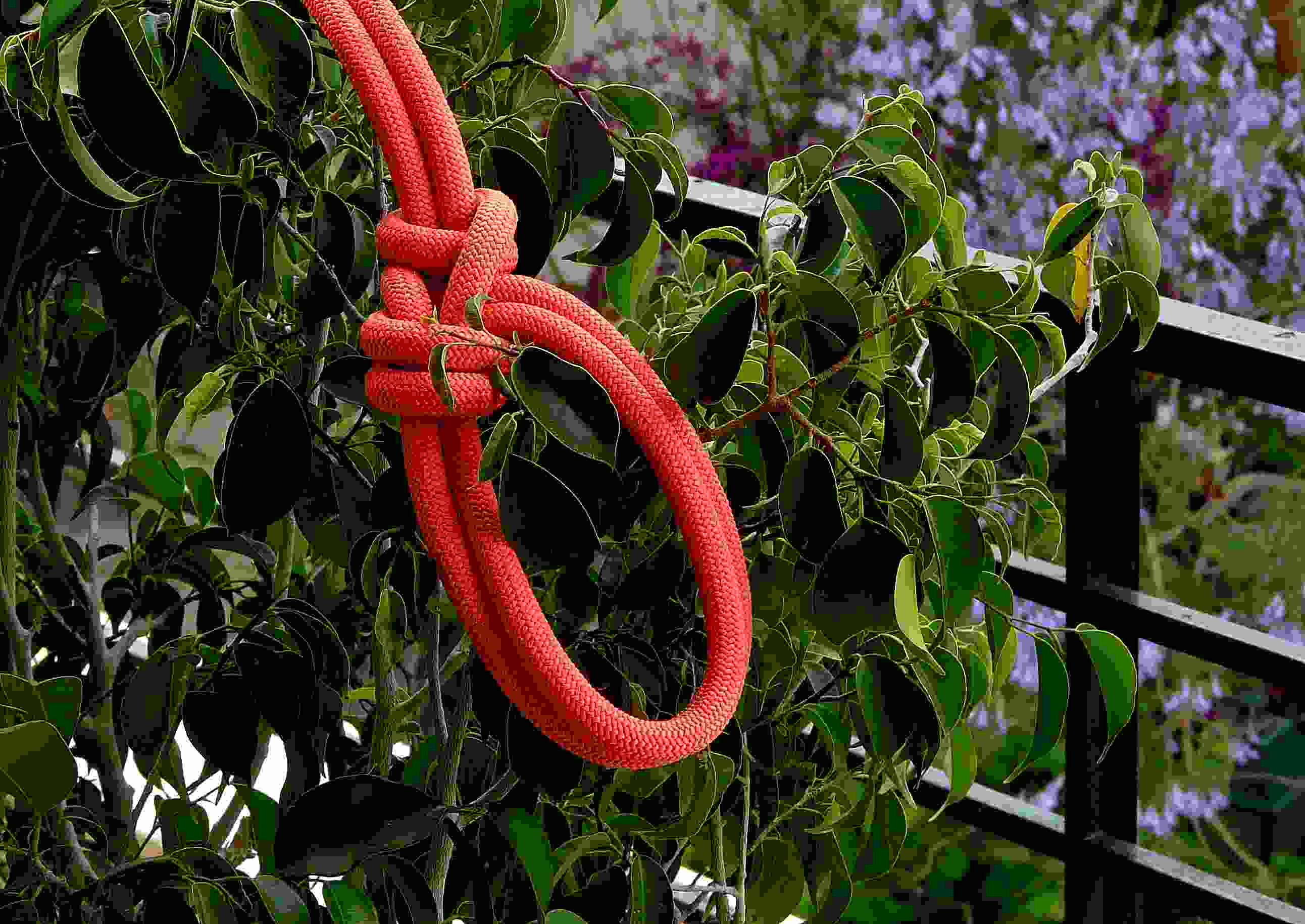 Bowline-on-the-bight ( Bull collar (2).JPG