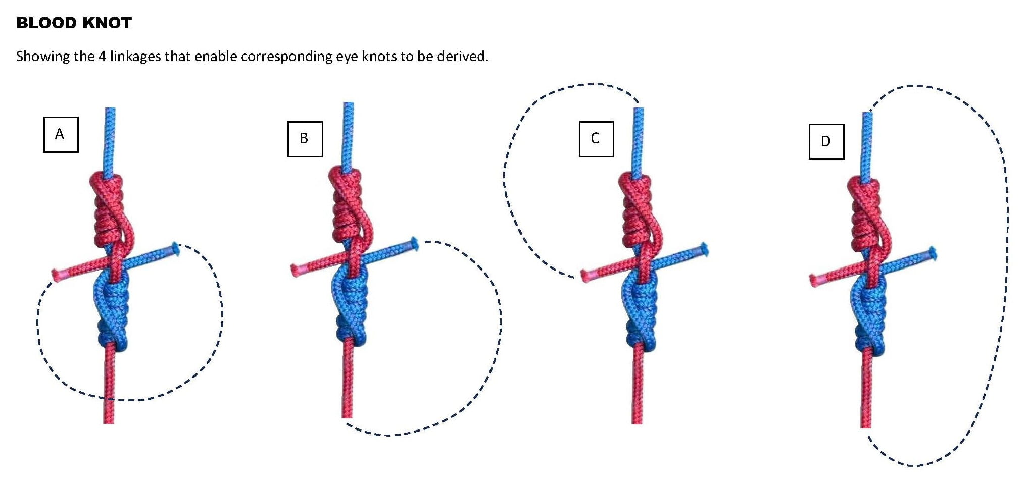 BLOOD KNOT_corresponding eye knots_WEB.jpg