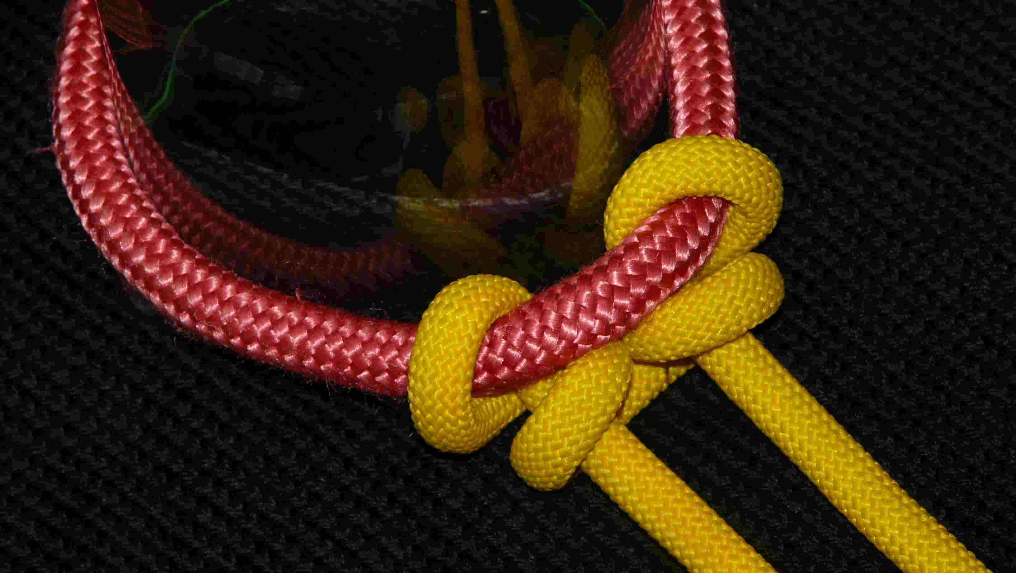 Cat s paw (wide)(bottom view).JPG