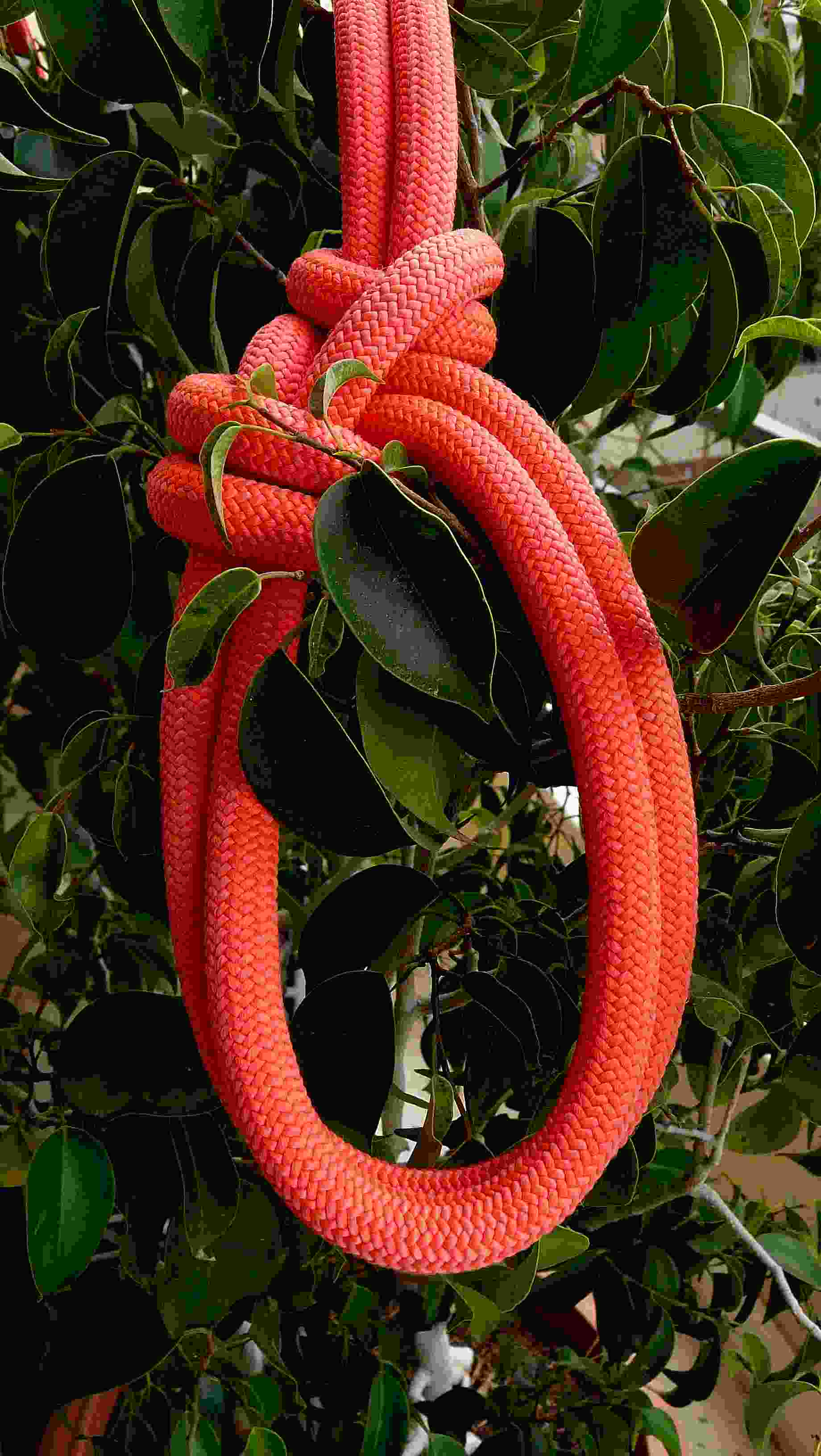 Bowline-on-the-bight ( Bull collar (1).JPG